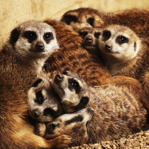 meerkat_family