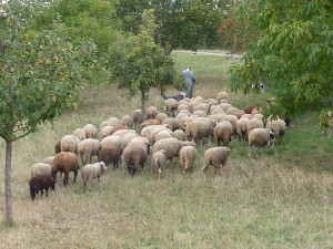 sheep and shepherd